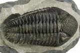 Prone Phacopid (Drotops) Trilobite - Mrakib, Morocco #338993-1